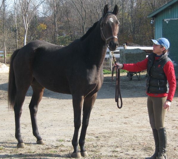 Mindy Lovell of Transitions Thoroughbreds in Ontario helped raise $10,000 to rescue slaughter-bound racehorses. Pictured on her farm with her own horse.