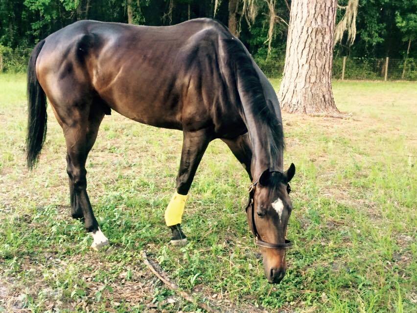 Mynah's Boy sustained a double bowed in a tendon.
