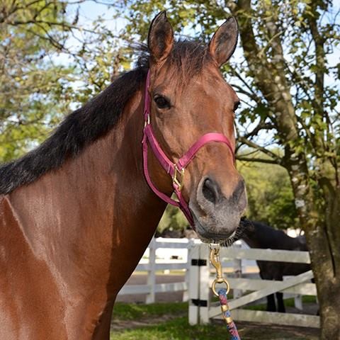 Cardiac Output was Hope’s first foal, and remains unadopted and available at the South Florida SPCA.