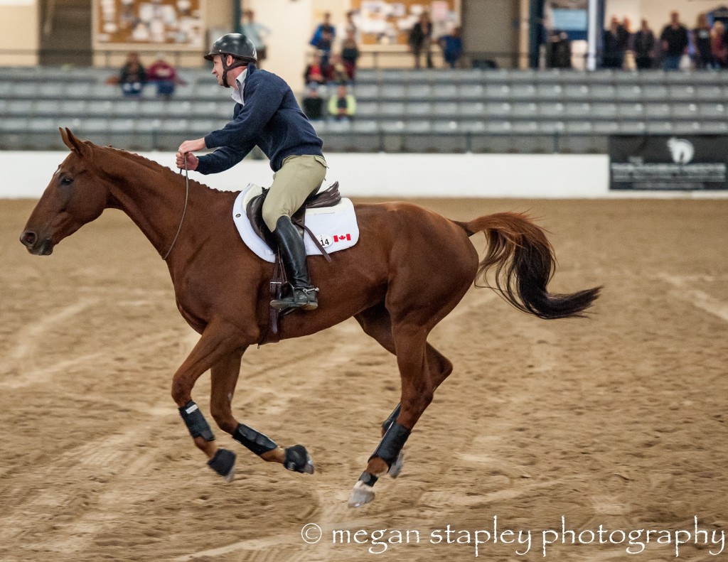 Just one of many riders and Thoroughbreds competing last weekend at the TCA Thoroughbred Makeover. Photo by Megan Stapley and courtesy Jen Roytz