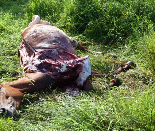 This champion horse was butchered over the summer in a Florida field. The Animal Recovery Mission is using the image as a graphic reminder of the underground horsemeat trade in the sunshine state. Photo by Richard "Kudo" Couto