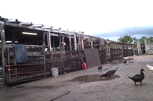 Rancho Garcia was one of three alleged illegal slaughterhouses in Florida raided by law enforcement this week.