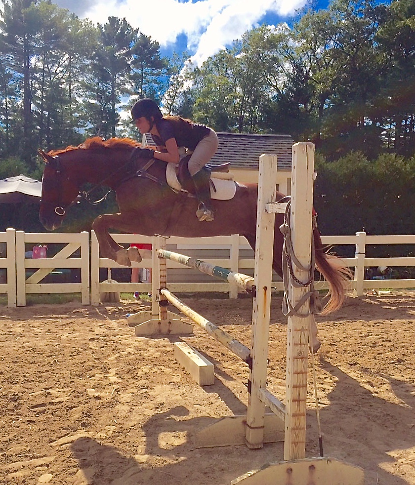 Osterville is destined for hunter/jumpers or equitation.