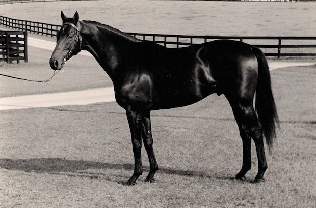Big time stakes winner O’Hara, by Ballymoss. Loaned to us back in the 1970s by Thornmar Farm. Photo courtesy Horse Collaborative