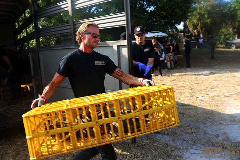 An Animal Recovery Mission worker pulls a crate of chickens from the scene at G.A. Paso Fino Farm after police secured the site.