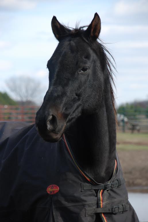 This beautiful OTTB gelding was rescued by the Fans of Barbaro in 2007, about a year after the Kentucky Derby winner broke down. Named Gunner, he is the spokeshorse for a new charity.