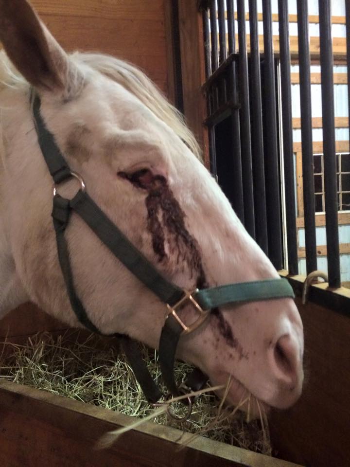 This white Appaloosa was one of the horses at Peaceable Farms in Virginia who was euthanized following a raid on Oct. 20 by the County sheriff and attorney. 
