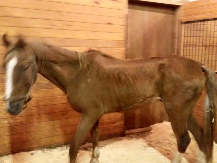 This chestnut Saddlebred named Gentleman is 18. Since his rescue, he is doing well and gaining weight.