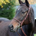 Grace, the very beautiful, very loved OTTB mare rescued from slaughter by equine book author Kim Gatto.