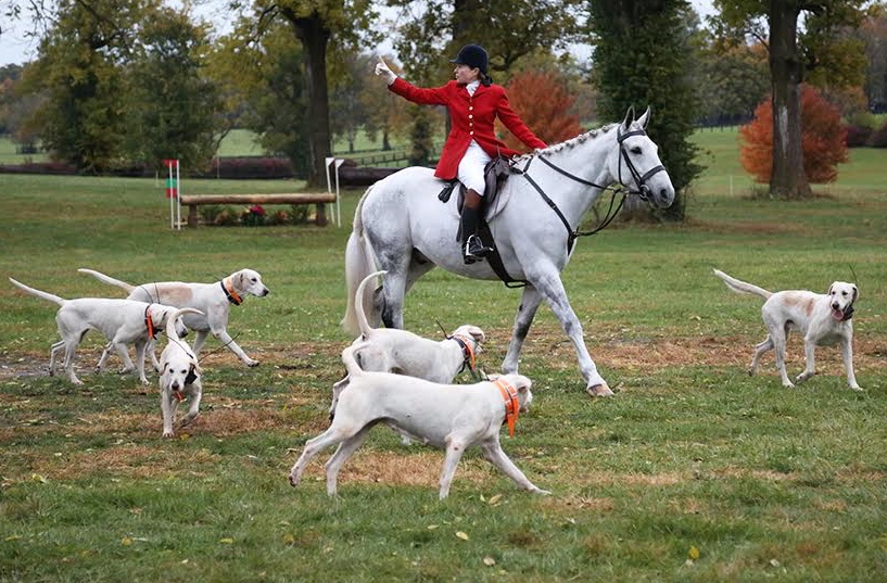 Picture perfect: The versatile Thoroughbred sport horse storms the hunting field.