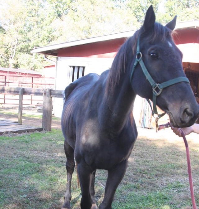 A Thoroughbred ex-racehorse identified as Mattapexplantation was rescued, and is recovering at Central Virginia Horse Rescue.