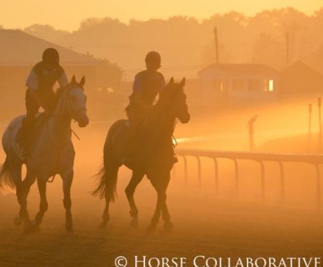 Thoroughbreds in morning work. Photo by and courtesy of Horse Collaborative