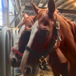 Cool Checkers, front, and Nature’s Fancy were spotted at New Holland by CANTER Mid Atlantic’s Allie Conrad. She took their pictures and they were saved. Yet, Bev Strauss, a supporter of the SAFE Act, says hundreds of horses pass through that very same auction every week.
