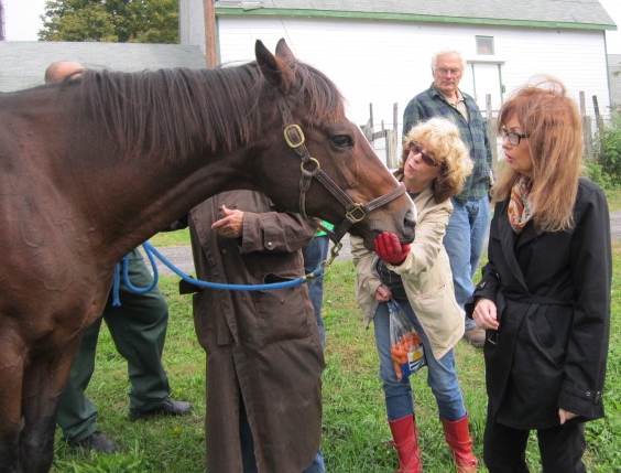 Thrilled Flossie, a 16-year-old Thoroughbred mare, was saved from slaughter by a team of supporters who have pledged to sponsor her retirement.