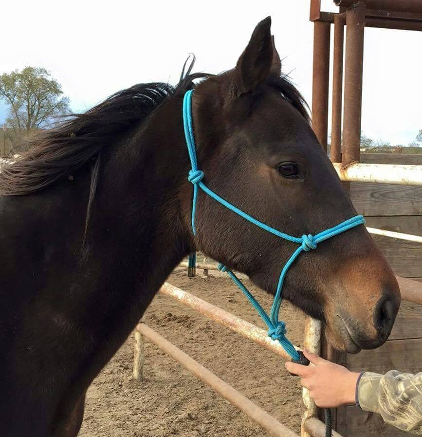 Master Fer, a 3-year-old filly, was saved from slaughter over the Thanksgiving weekend.