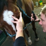 Dr. Kimberly Brokaw, DVM, exams Metro's eye. The famous painting OTTB has been diagnosed with equine uveitis.