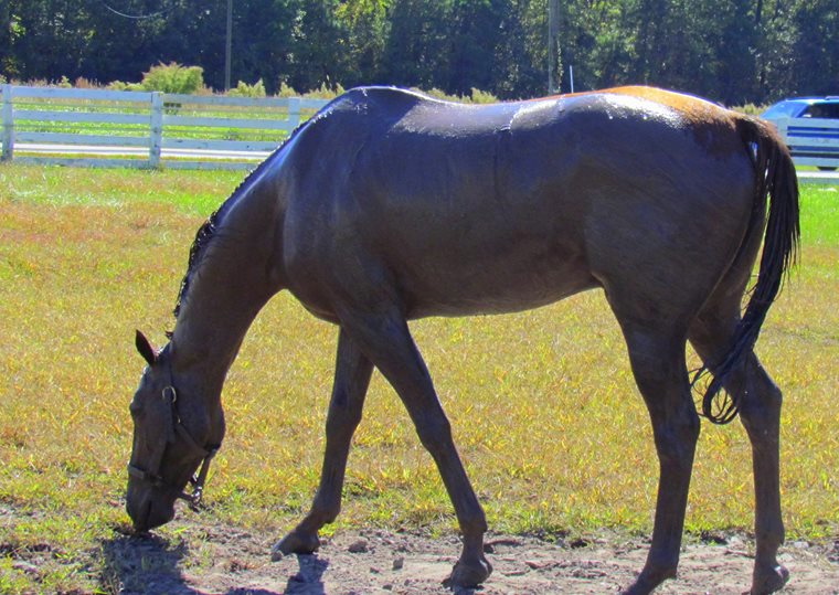 The once temporarily homeless OTTB finds he quite likes Virginia soil.