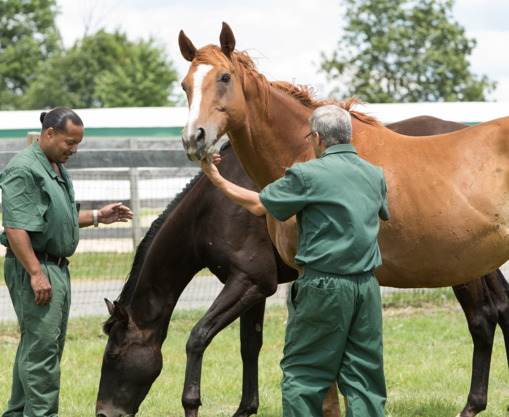 Learning to become a leader of a herd of horses has been life changing for many inmates at the Wallkill Correctional Facility. 