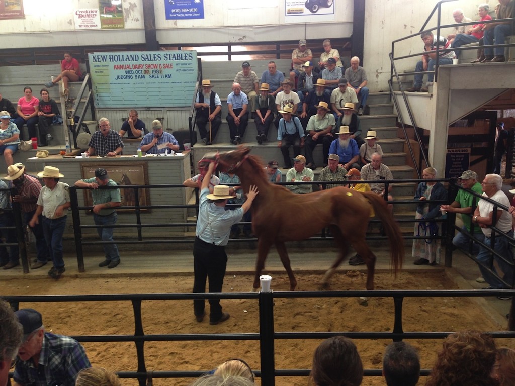 Steuart Pittman of the Maryland Horse Council says scenes like this one-- a Thoroughbred filly auctioned possibly for meat--strike fear in the hearts of good horsemen. Photo by Allie Conrad