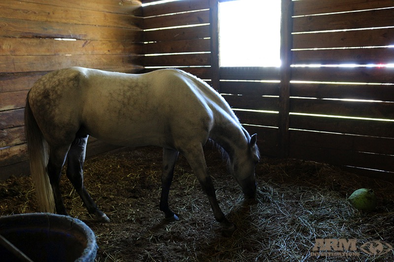 A horse spotted at G.A. Paso Fino Farm at the time of the raid.