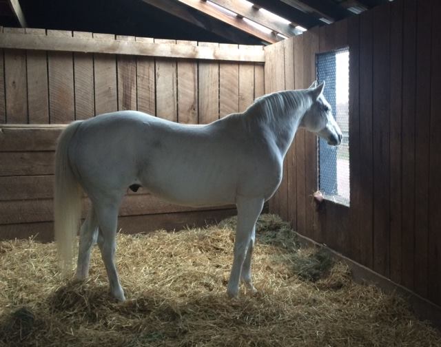 Breeders' Cup Classic winner Alphabet Soup was rescued over the weekend from a burning barn at Old Friends. Photo by and courtesy Maureen McKenzie