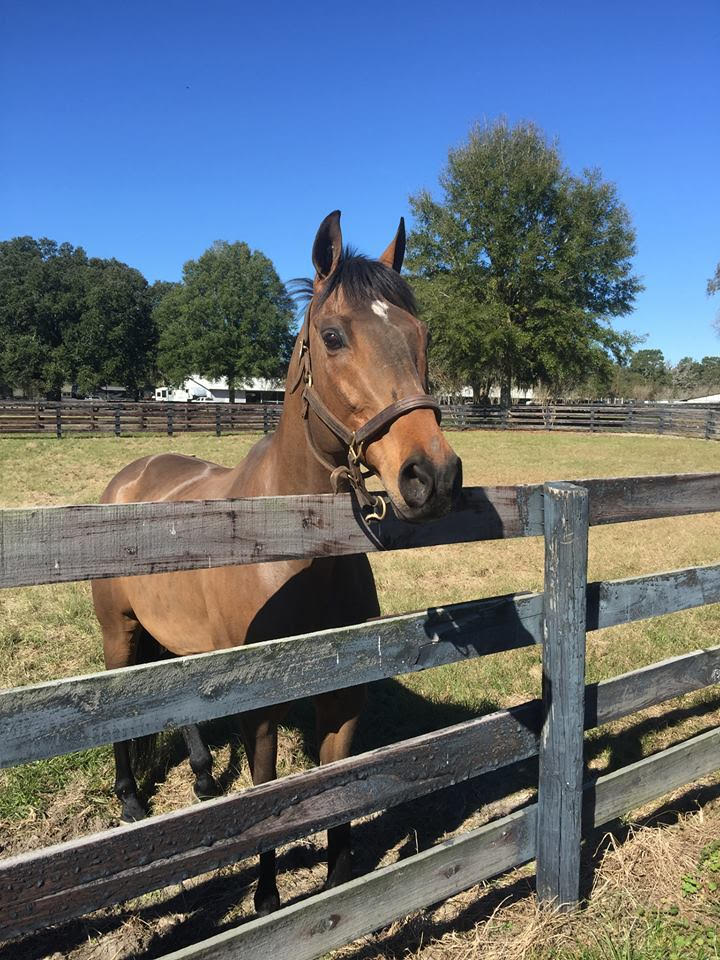 Chubb arrived in Ocala, Fla. this week to embark on the HITS series.