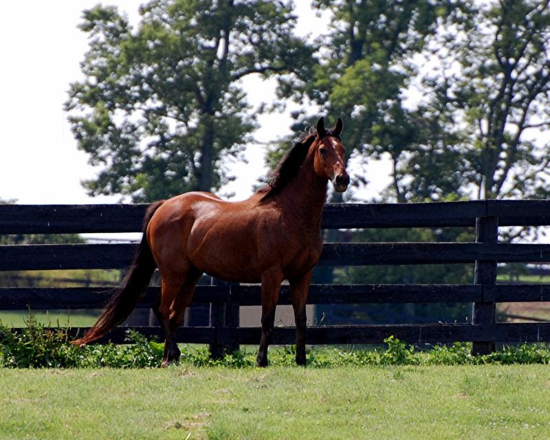Flick pictured at Old Friends retirement farm in Kentucky. Photo by Rick Capone