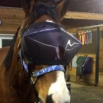 Metro is a cool dude in his vizor protecting eyes during his recovery from sudden-onset blindness.