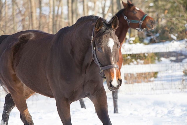 Lucy (Jockey Club: Iwanbegeorgiesgal), owned by Kate Taylor of Rhode Island, has a grand time in the winter.