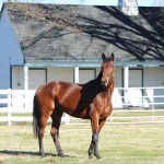 Secretariat’s great-great granddaughter, Groundshaker, will be coming to her
ancestral home as the star attraction of the annual Secretariat Birthday Celebration at The Meadow April 1-3.