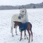 Silver and Smoke, a mare rescued in South Florida two years ago, gave birth to her first foal last month in New York.