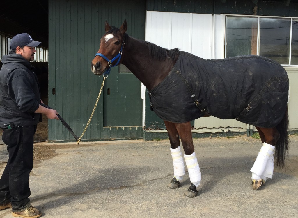 Awakino Cat, 10, was retired March 3 with the help of Parx Racing vice president Sam Elliott.
