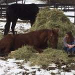 Frosty Lover hay