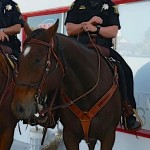 Jimmy Diesel is a 17-hand OTTB who was pulled out of retirement at the Thoroughbred Retirement Foundation to work the police beat in northeast California.