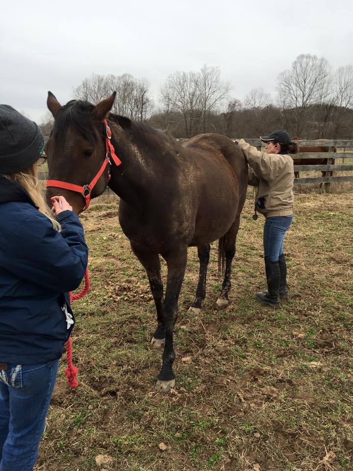 Murphy's Code receives some care following her rescue las week.