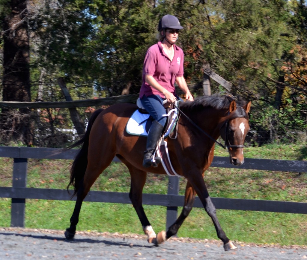 Point of Glory, 13, (Dark Passage x World Appeal) is a 15.1 hand gelding who is available for adoption.