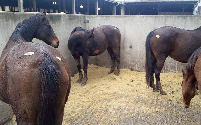Heavily pregnant mares, pictured at the New Holland Auction last week, were rescued by a Vermont horse charity. Three had to be bought back from meat buyers. Photo courtesy Gerda Silver