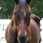 A week after the South Florida SPCA rescued six Thoroughbred broodmares, including Hope, a friendship was made.