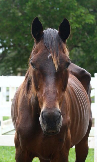 A week after the South Florida SPCA rescued six Thoroughbred broodmares, including Hope, a friendship was made.
