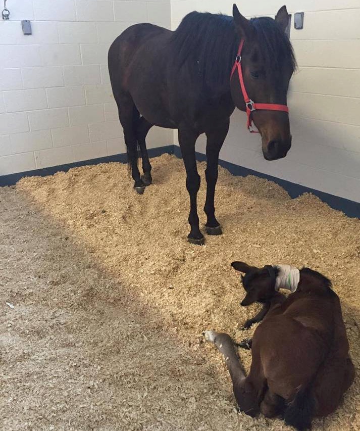 Mabeline (JC: Murphy's Code), rescued from the slaughter pipeline in late February, delivered filly Liberty on March 31.