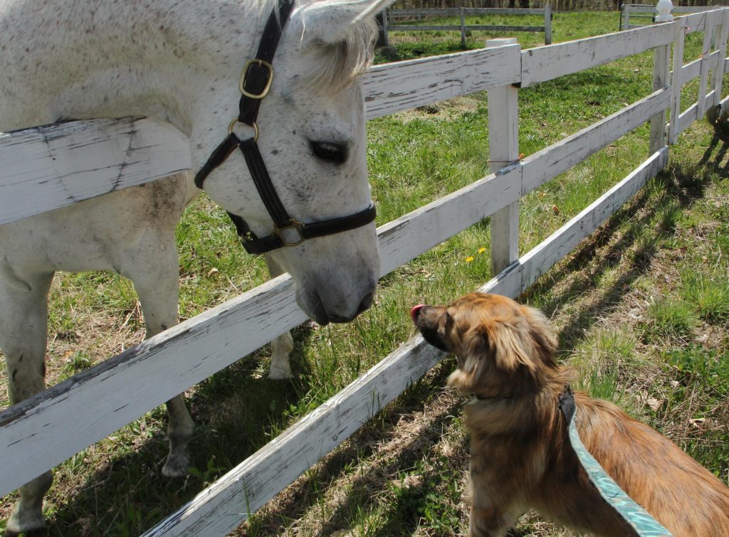 Bold Mon, a retired racehorse at the Thoroughbred Retirement Foundation, was tapped to train for a pioneer program to remake un-rideable racehorses into therapy horses. Here he makes friends with Wilson at a Connecticut farm where he has begun to train.