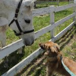 Bold Mon, a retiree with the Thoroughbred Retirement Foundation, traveled to Connecticut last week to begin training in a pilot therapy horse project.