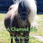 Little Silver Charm, the spokeshorse for Old Friends Farm in Kentucky, has a new book out.