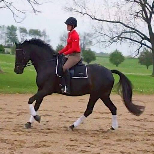 OTTB Mo, who is often mistaken for a different breed, is climbing the ranks in classical dressage.