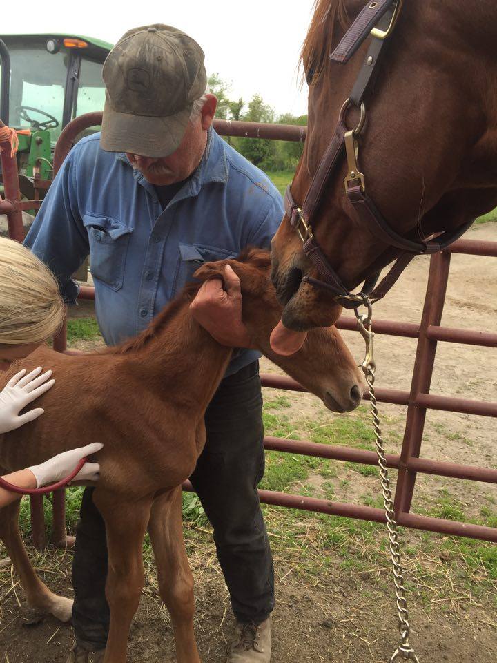 Faith, a filly born to kill-pen mare Open Zipper, was born safely last month.