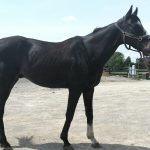 Rathor, a Bobby Frankel horse who beat Funny Cide, arrives at Old Friends this week after an "army" of friends pitched in. Photo courtesy Michael Blowen