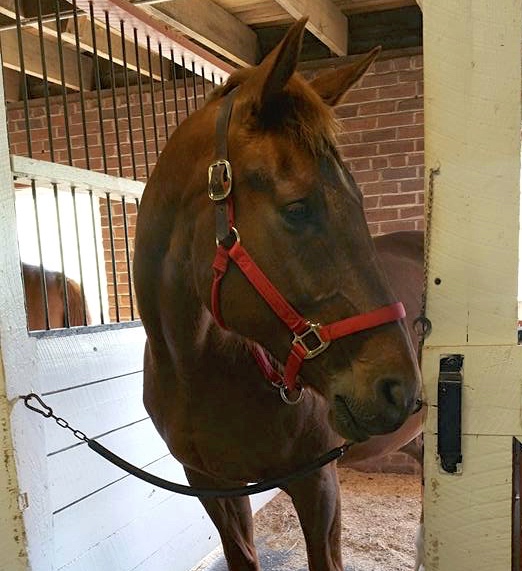 To Clem, pictured, and Ollie were accepted into the Thoroughbred Retirement Foundation's Virginia prison program last year following their rescue from Peaceable Farms. The two were among approximately 80 horses removed in a raid by law enforcement.