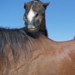 One of the many happy horses retired with the Thoroughbred Retirement Foundation at Greg Goin's Oklahoma farm.