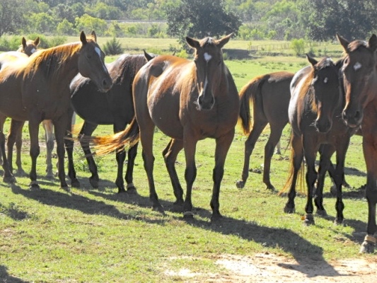 Gathering around to see what caretaker Greg Goin has for them are the "big dogs" in the herd of 60 Thoroughbred Retirement Foundation horses in his care.
