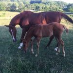 Open Zipper walks with her foal Faith in a Goshen, N.Y. foster home. Zipper, who has a left, front knee injury and gait problems, was heavily pregnant when she was rescued from the slaughter pipeline in February.